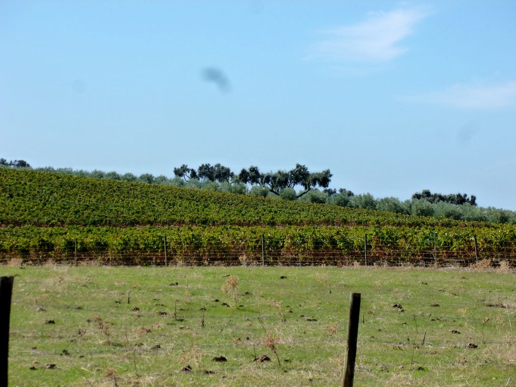 Herdade